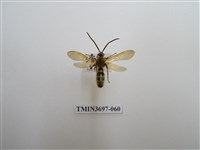 藏品(膜翅目(蜂))的圖片